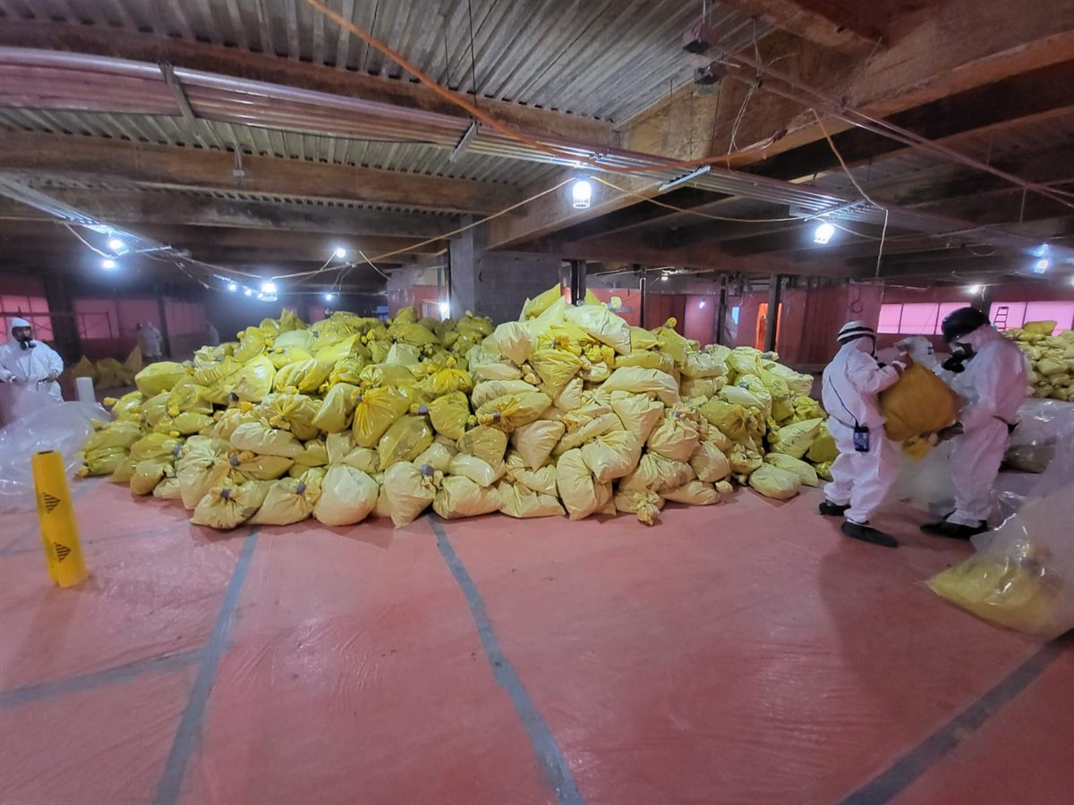 Asbestos abatement underway: a Luminova crew in full protective suits and respirators stacking sealed yellow waste bags inside a sealed containment area with taped floor and wall sheeting